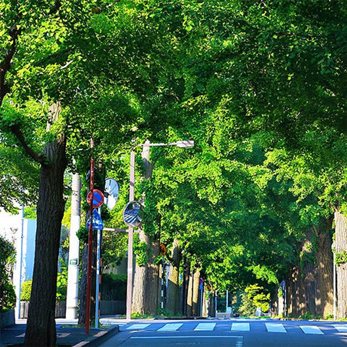 田園調布 銀杏並木