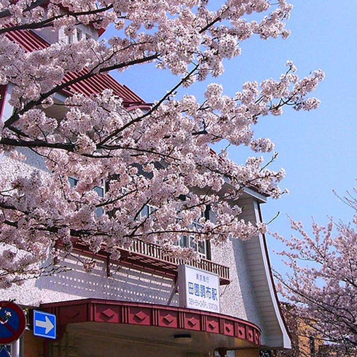田園調布駅 桜