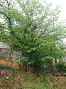 樹齢50年の桜のDNAを、次世代へ繋いでいく — 挿し木への挑戦（前編）