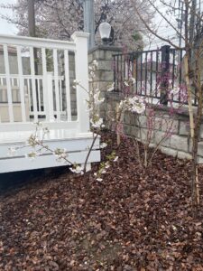 桜、故郷へ還る — 3C田園調布での開花（後編）