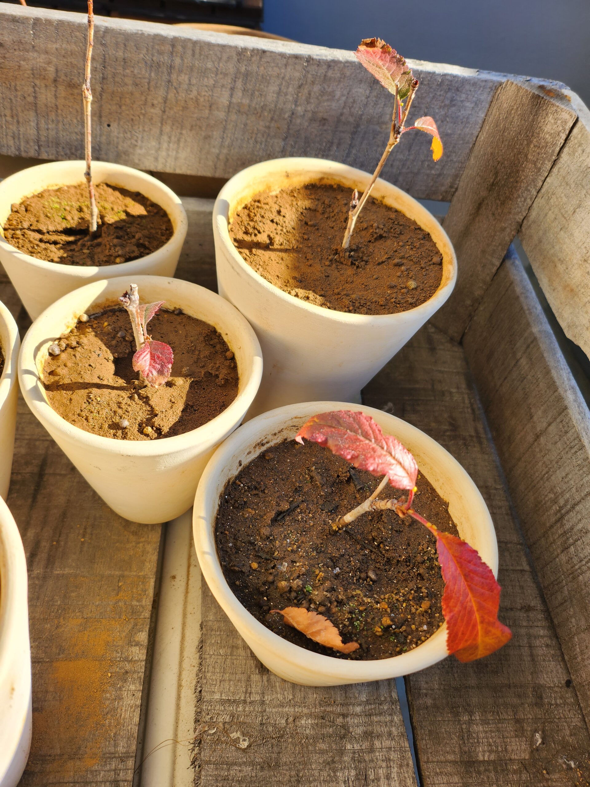 葉を赤く染めた、まだ手のひらほどの桜の苗