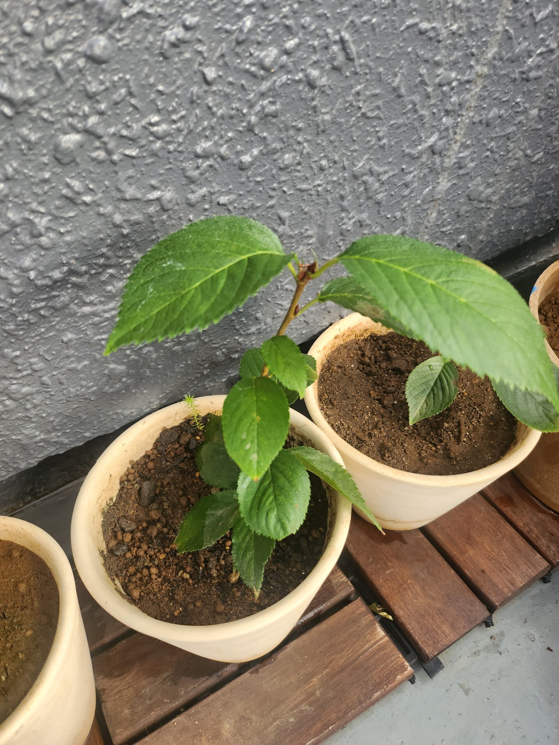 葉を広げて夏を越そうとする2鉢の桜の苗木