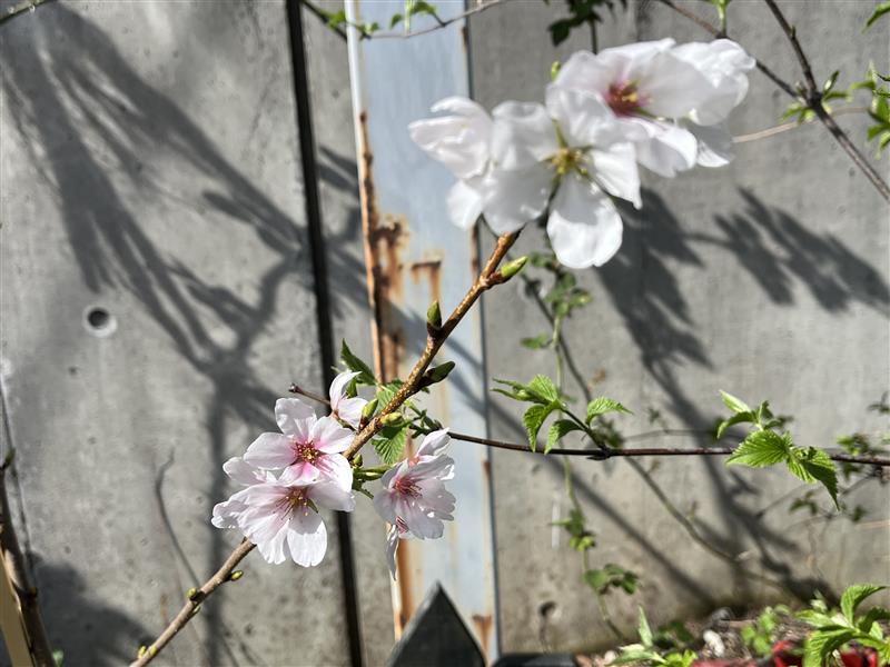 枝先に白い花を開いた、相模原店で育てられた桜