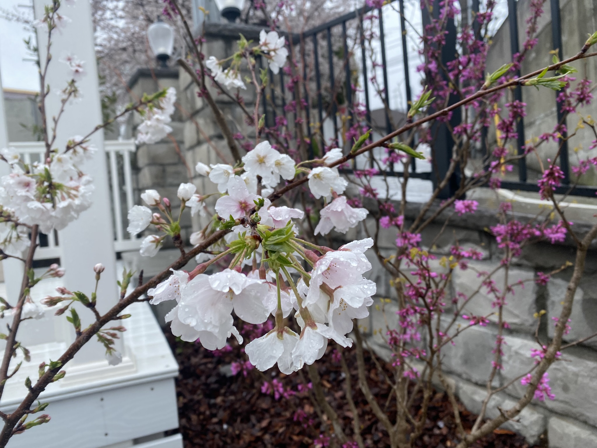 3Cの植栽帯で、白い花を枝いっぱいに咲かせた桜の若木