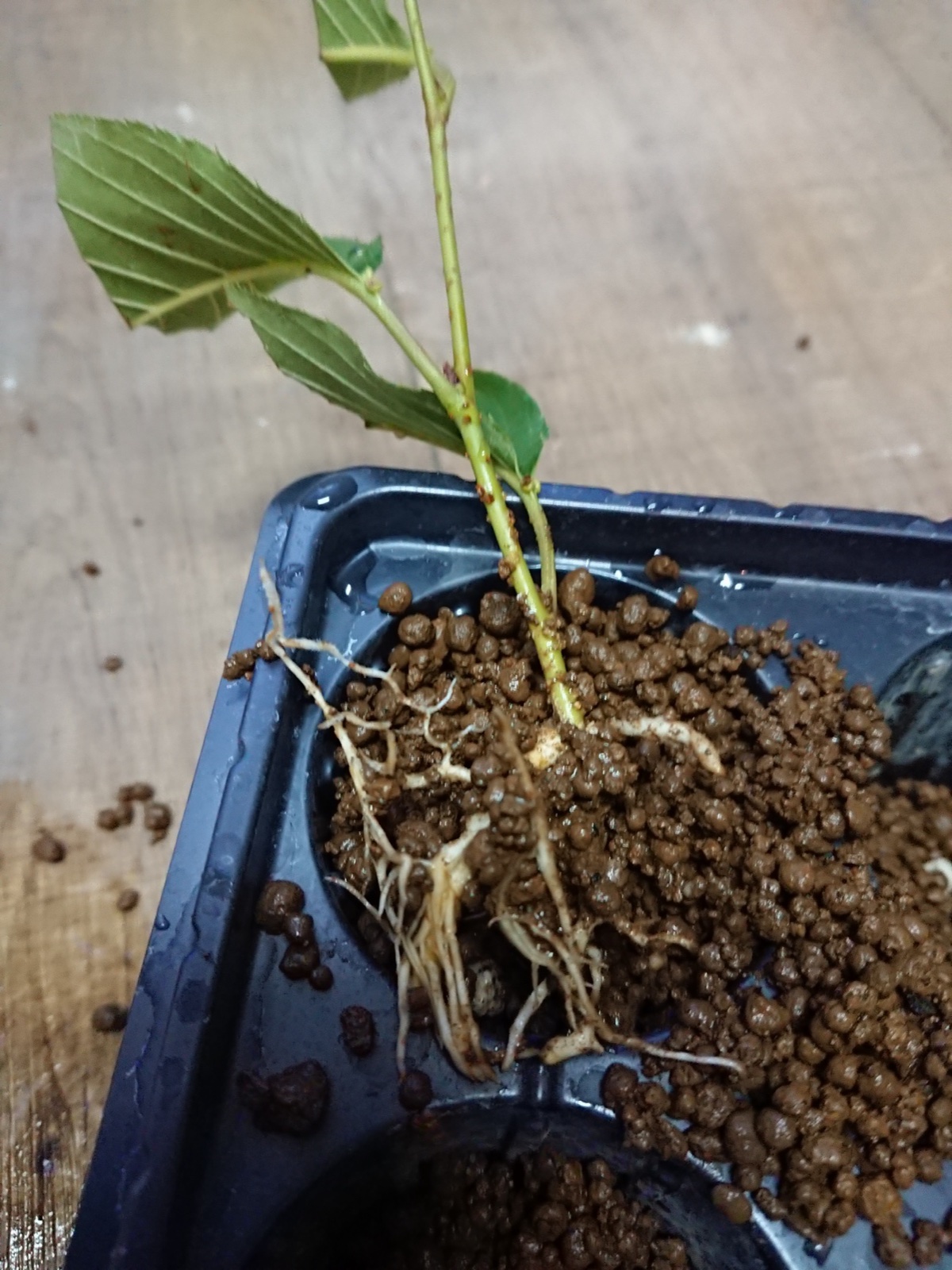 挿し木から伸びた白い根が土の上に広がっている様子
